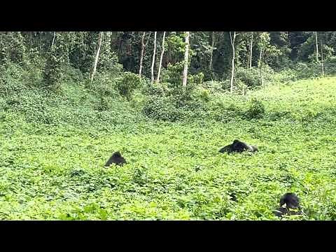 Uganda Mountain Gorilla FIGHT!