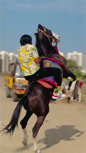 ashv premi ❤️‍🩹#horselover#kathiawadihorse #shortvideo #horse #marwadihorse #shortvideo #horse