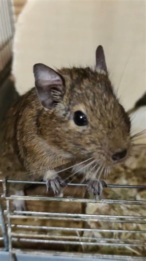 Curious degu