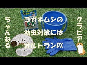 Ortolan insecticide for food damage control by scarab larvae