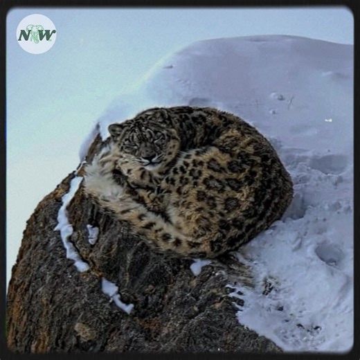 58K views · 3.4K reactions | A heartfelt journey to freedom: rescuing joseph and 32 lions—[Full story in 헰헼헺헺헲헻혁] | Nature and Wildlife TV | Facebook