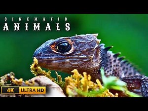 4K Wild Nature UHD – Extreme Wildlife OLED Ultra HD 60FPS