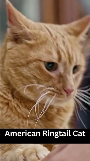 American Ringtail Cat - Characteristics - Habitat - Diet - Behavior - 101 Facts - Health - Size #cat