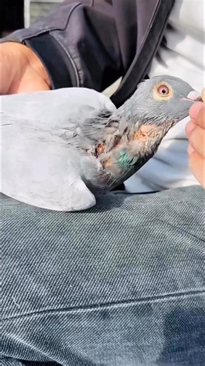 Over parasite affects of pigeon #reelsvideoシ #racingpigeons #fblifestyle | Medul's Pigeon