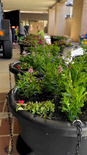 4K views · 115 reactions | It’s Spring flower planting season in Downtown Gainesville! A big thank you to the Hall County Master Gardeners for designing and planting the flowers for Main Street Gainesville! #gvlga #gainesvillega #downtowngainesvillega #beautification #flowers Explore Gainesville | Downtown Gainesville | Facebook