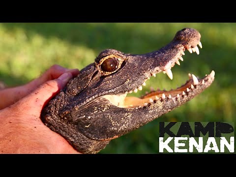 Feisty Dwarf Croc! World's Smallest Crocodile