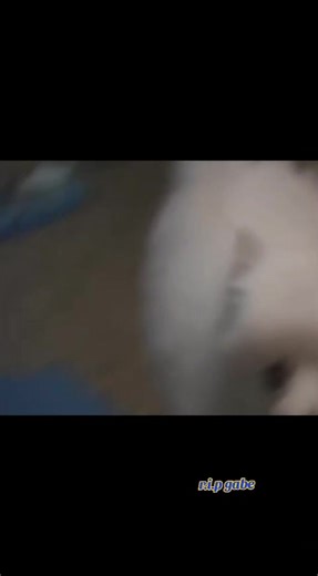 gabe the dog, the pupper that raised all of our spirits. rip gabe 2011 - 2017. original video by: corruptgaming7425 on YouTube #gabethedoggo #meme #memerevival #2026 #gabethedogmeme may we never forget this wonderful doggo, we love you gabe rest in peace