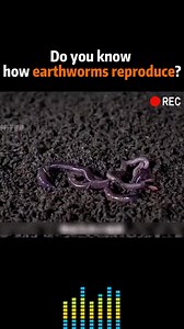 4.1K views · 61 reactions | Earthworms reproduce through a unique process called copulation. Two worms align their bodies, exchanging sperm to fertilize eggs internally. After mating, a cocoon is secreted by each worm, containing fertilized eggs. These cocoons are then deposited in the soil, where juvenile earthworms eventually emerge, continuing the life cycle #fbreels #earth #animalphotography #lifeonearth #reelsvideo | Life On Earth | Facebook