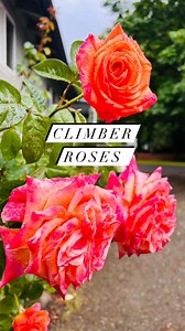 8.9K views · 56 reactions | Planting climber roses in the arbor | Miss DIY | Facebook