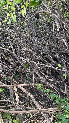 Forestry mulching invasive vegetation is a great way to get this property back into a manageable state as long as there is a follow up plan to treat the regrowth  #forestrymulching #vegetationmanagement #honeysuckle #invasivespecies | Land Management Resources | Facebook