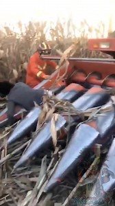 HOMELESS MAN KILLED BY CORN HARVESTER