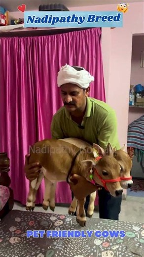 1 Feet Tall Cow?! 😲 The Nadipathy Breed Wonders , They are 1Year old #Shorts #littleradhe #youtube