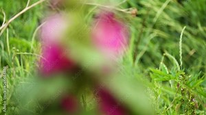 Focus translation: Alcea rosea (Common or Garden hollyhock, Rose mallow, Hibiscus) is an ornamental dicot flowering plant in the family Malvaceae.
