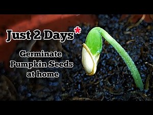 Pumpkin seeds Quick GERMINATION Process 🌿 #benefits #germinatingseeds #pumpkin #gardening