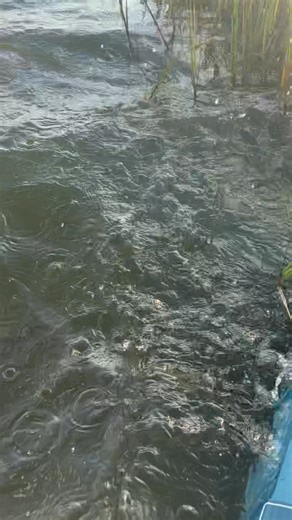 5.8K views · 146 reactions | Is this a flounder on the fly rod???? | 30milesOUT fish'n TV | Facebook