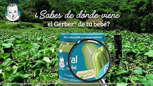 48K views · 629 reactions | El origen de la papilla de tu bebé, es tan natural como tu amor por él. | Gerber México | Facebook
