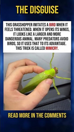 The Grasshopper That TRICKS Predators: #shorts #insects