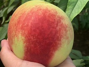 桃园负责人联系电话：155 2280 0198