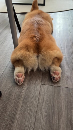 “Corgi Cake”. 100% on Rotten Tomatoes 🎂🎬 #corgipuppy #corgination #corgis #corgicommunity #corgisoftiktok #funnypuppy