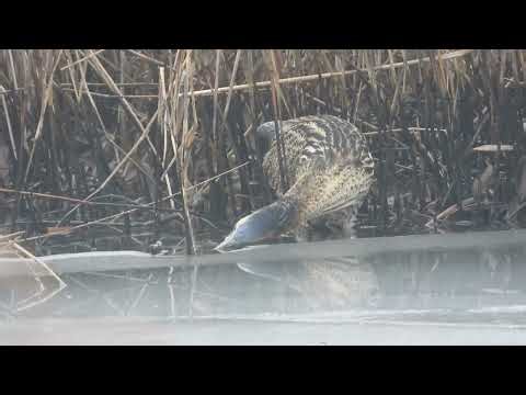 Reiger Roerdomp 20260113 Hmeer Rijnlanderweg 000