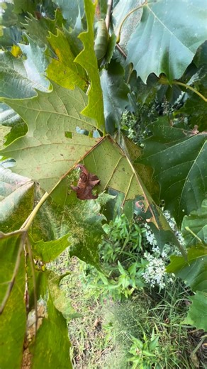Kelvin Wiley🕷 on Instagram: "By far one of the strangest looking caterpillars that I’ve ever found in the wild is the Monkey Slug (Phobetron pithecium). While looking through an American Sycamore tree, I discovered this bizarre caterpillar resting on one of the tree’s leaves. Due to its short legs, this caterpillar’s walking has resulted in it looking like the movement to that of a slug’s. One of the most notable features on the Monkey Slug are its tentacle-like appendages called tubercles. Lik