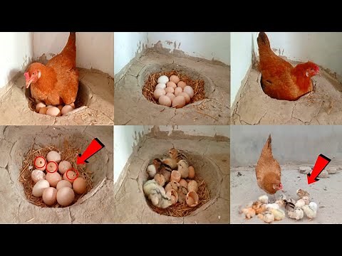 How does a hen lay eggs and give birth to chicks? || Country chickens || villager Aseel