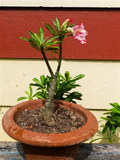 Adenium Plants: Exploring Tower Form Varieties