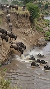 Wildebeest Migration, Zebra Migration, Grevy's Zebra Migration & Grant's Zebra Migration #shorts