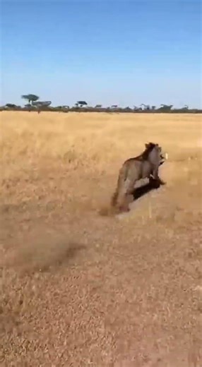 Lions Thought It Was Dead… Big Mistake! #funny #moments