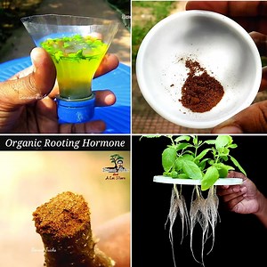 306K views · 875 shares | Best Organic Rooting Hormone for Bonsai Making | DIY Gardening : #Ayansbonsaitricks | Bonsai Tricks And a Lot More Official | Facebook