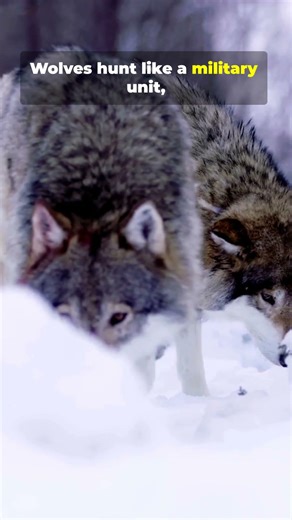 The Relentless Hunt of the Gray Wolf.#animalinstinctstv‐1