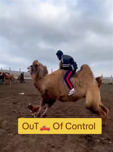 out of control 🐫🐫🐫😂😂😂#camel #riding