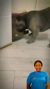 Watch this dog🤣🤣🤣 | Onyii kvñgs blog