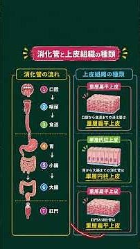 【国試対策】消化管と上皮組織 #国試対策 #解剖学 #鍼灸国試