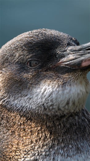 6.7K reactions · 509 shares | Celebrate Earth Day and #OurHome and listen to the National Geographic Official Playlist. #SecretsOfThePenguins is now streaming on @DisneyPlus and @hulu. | Hollywood Records | Facebook