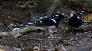 Spotted forktail (Enicurus maculatus) | BIRDS & Nature