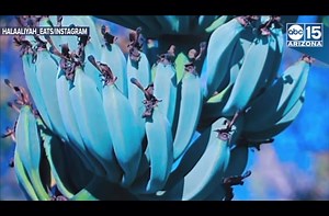 Great selection of the Famous Blue Java Bananas In Stock. The ones...