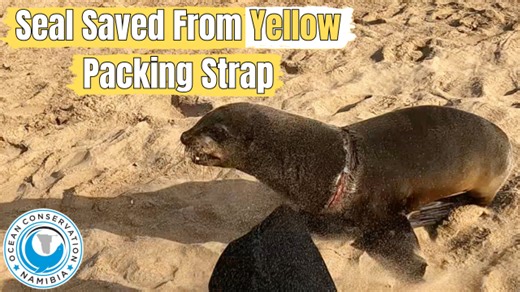 Yellow is a rare colour strap, but it is not a new type of entanglement. We find packing straps all the time, and they are very dangerous to seals and other animals. We are seeing a lot of dead seals on the beach. It is sad, yet perfectly normal and part of nature and the marine ecosystem. We leave the carcasses to the seabirds, jackals and hyenas. They keep the beaches clean. | Ocean Conservation Namibia