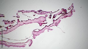 Lichen section under microscope 40x for educational issues and experiments on bright field. Composite organism consisting from algae or cyanobacteria filmed in macro. Exploring protozoa concept Stock Video