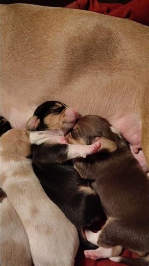 lemon beagle pups hugging #subscribe #puppy#cute #jesus