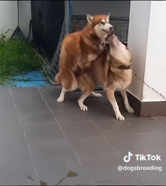 American Husky Dogs Breeding #dogs #breeding #husky