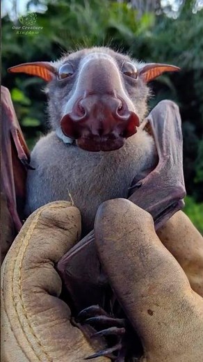 Hammer-Headed Bat 🦇 | Africa’s Strangest Bat
