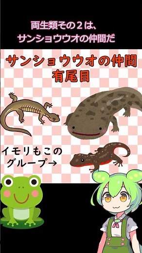 両生類の種類と特徴 #shorts #生物基礎 #高校生物 #分類 #理科