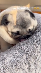 2.3K views · 55 reactions | Order here: https://doglovercase.com/collections/crate-bed-and-mat/products/cute-comfortable-pet-bed | Pug Overload | Facebook