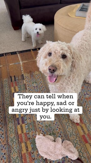 2.9K views · 34 reactions | Dogs can recognize human emotions by reading our facial expressions. They notice subtle cues in our faces and voices and respond with empathy. They really see us.   Follow for more heartwarming dog psychology. | Dogology | Facebook