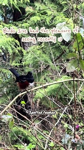 I love birds!! I get so many different species in my yard and bird feeders, I’m so lucky 🥲 #birding #birds #birdsoftiktok #birdwatching #naturalist