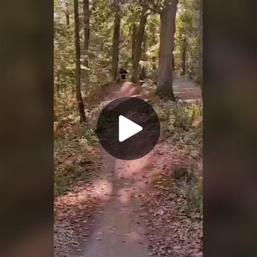 #Martialartsdogs #dogdaily