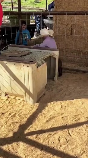 1.8M views · 40K reactions | Mini cowboys going mini cowboy stuff⠀*The pig is totally fine and not being hurt⠀: JR Patrik Souza⠀#rodeo #weareprorodeo #rodeofashion #rodeostyle #rodeotime #rodeotrail #westerninfluencer#westernlifestvle #ranchy #ranchlife #bullriding #bullrider #cowboyup #letsrodeo #rodeoseason #rodeoready #pbr #pbrbull #rodeoready #bullriding #bullfighting #cowboylife #cowboylifestyle #riderank #westernlifestyle #rodeolife #cowboyfresh | The Rodeo Trail | Facebook