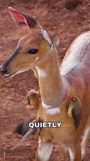 The Bird That Acts Like a Doctor for Animals 😳