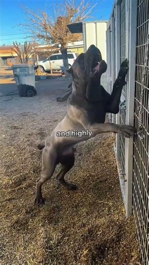 The Biggest Dog Breeds in the World